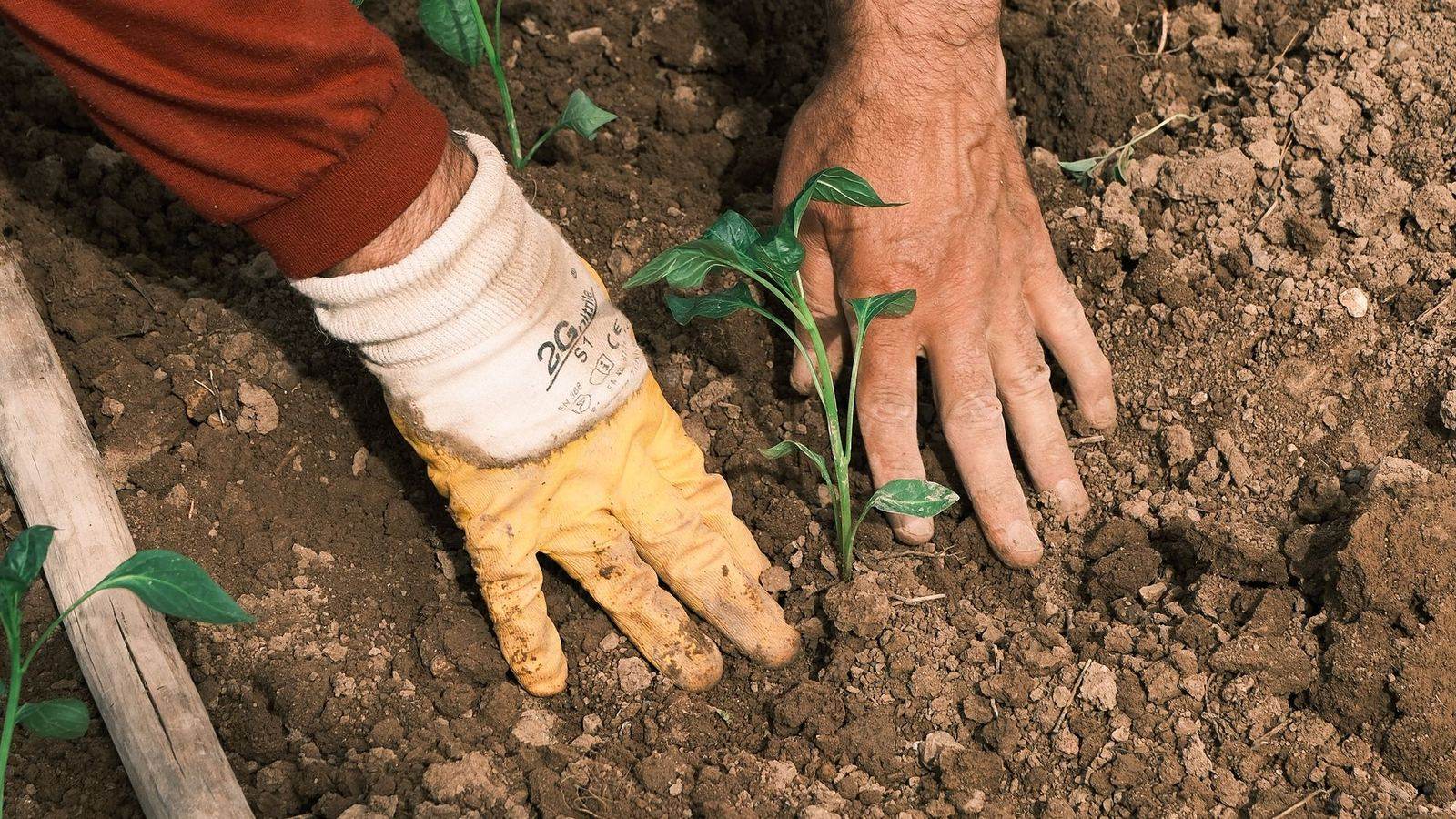 A gardener in work gloves plants seedlings in freshly dug soil.