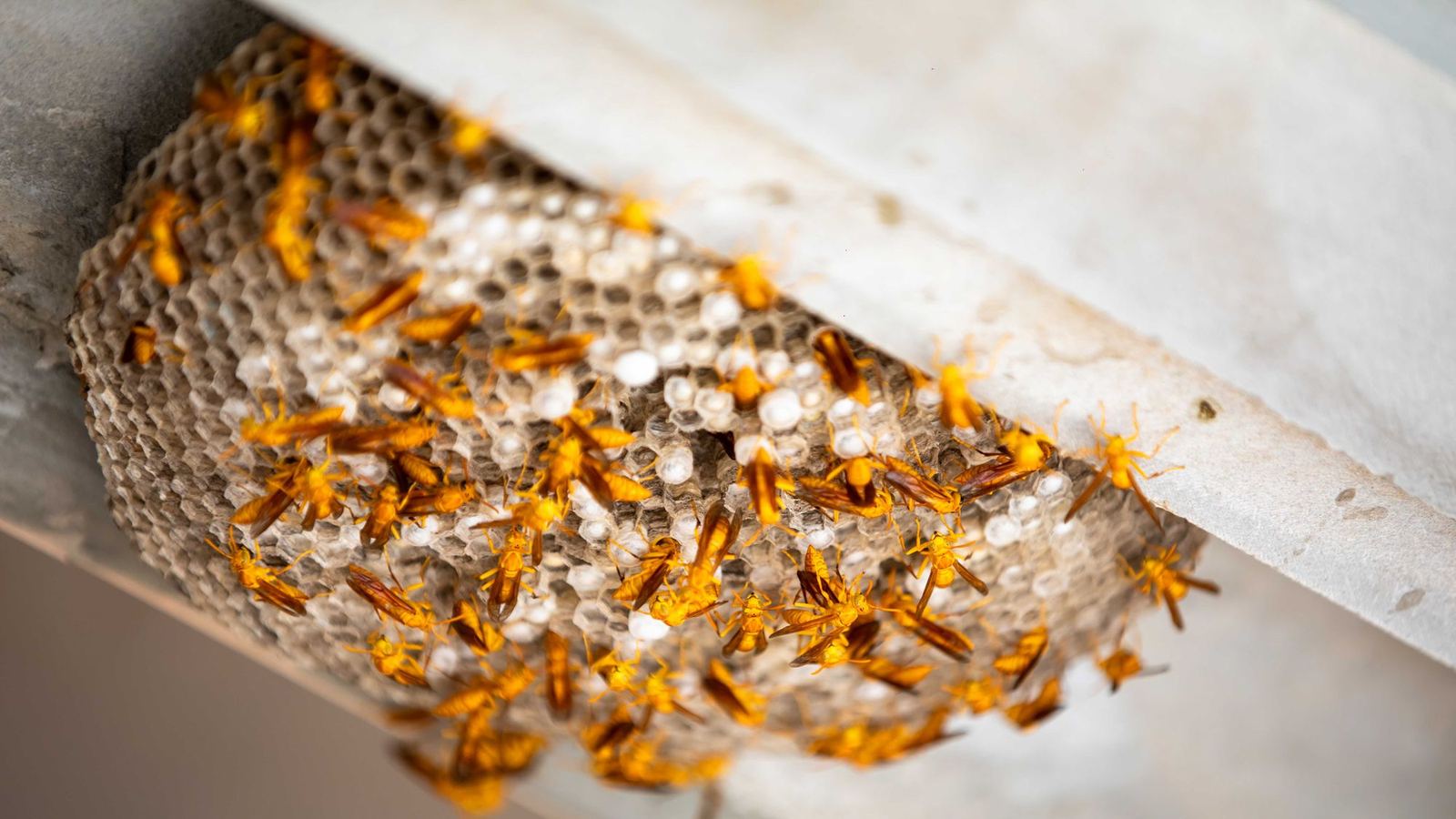 A paper wasp nest under the eaves of a house, covered in orange and black wasps.