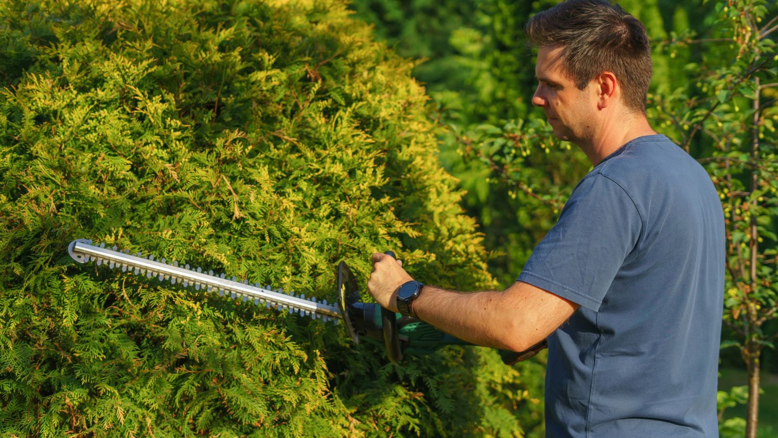 A gardener in a blue T-shirt trims a golden conifer hedge with a cordless hedge trimmer on a sunny day.