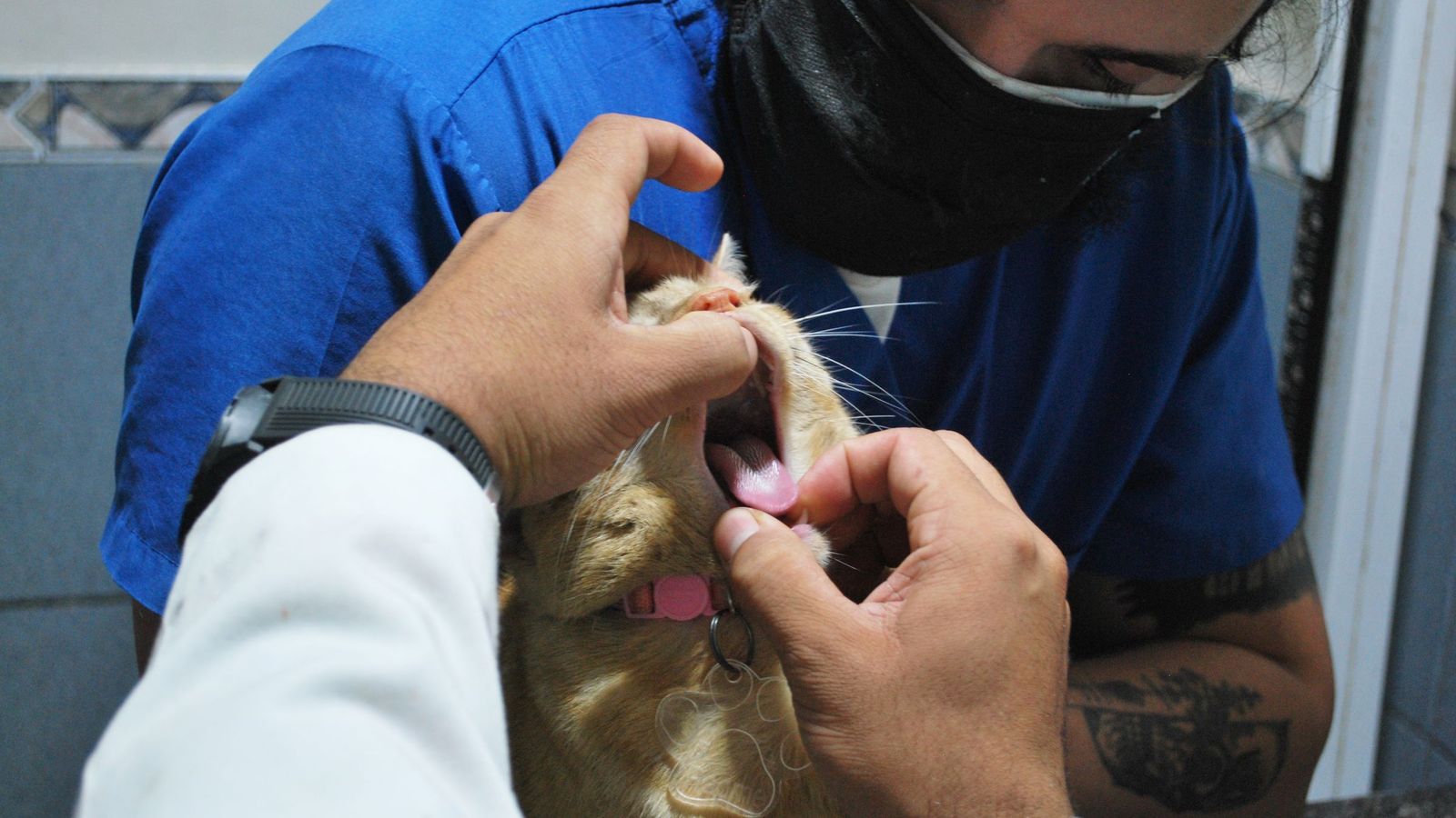 A vet in blue scrubs and a mask checks a ginger cat's teeth while a colleague holds it.