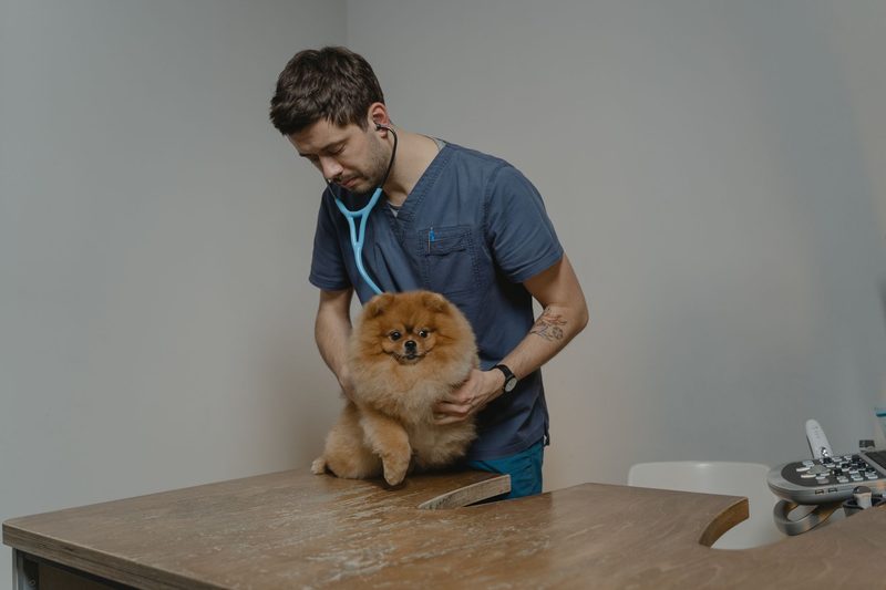 A vet listening to a small dog with a stethoscope